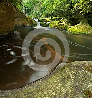 Dense Forest Waterfall