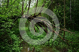 Dense forest. A winding path in a leafy area. The branches of a huge tree bent over the stream. Green