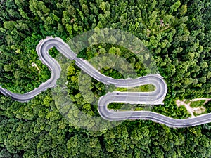 Dense forest with winding road