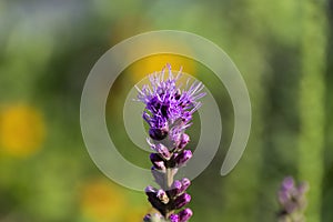 Dense Gayfeather with complimentary background photo