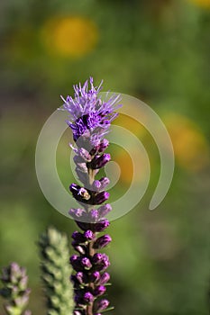 Dense Gayfeather with yellow and green background photo