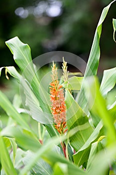Dense Ginger Lily Hedychium densiflorum Assam Orange, orange flowers on a spike