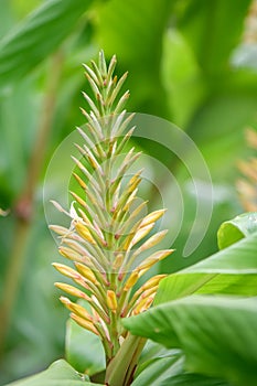 Dense Ginger Lily Hedychium densiflorum Stephen, budding flowers on flower spike