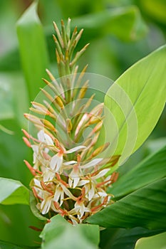 Dense Ginger Lily, Hedychium densiflorum Stephen, budding flowers on a flower spike