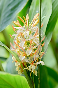 Dense Ginger Lily Hedychium densiflorum Stephen, pale yellow flowers