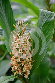 Dense Ginger Lily Hedychium densiflorum Stephen, yellow flowers with orange stamen