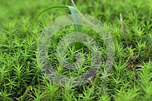 Dense green foliage of Haircap Moss, latin name Polytrichum