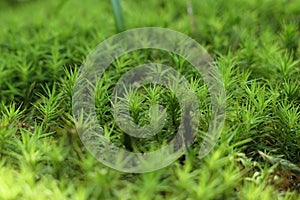 Dense green foliage of Haircap Moss, latin name Polytrichum