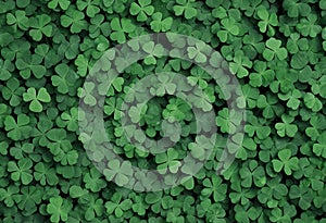 Dense green foliage pattern background.