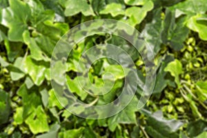 Dense green foliage of plants. Ecology and nature. Blurred. Background. Space for text