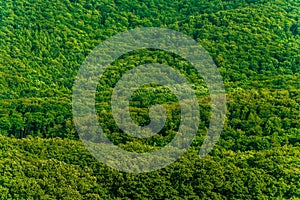 Dense Green Forest Background