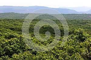 Dense green forest at Connaught Peak or mount olympia in Mahabaleshwar Maharashtra sahyadri ranges seen in multiple layers on a