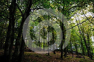Dense, green forest with tall deciduous trees forming a canopy overhead.