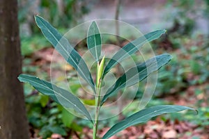 The dense green leaf veins grow white faces and red calyxes under the armpits, a song that sings the charm of Yue Tao, these are c