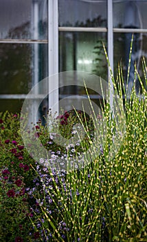 dense green shrub Miscanthus zebrina striped on a window background, many different flowers and bushes