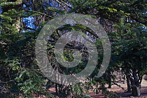Dense green spruce thickets
