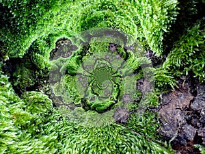 Dense Green Tree Moss Abstract Background