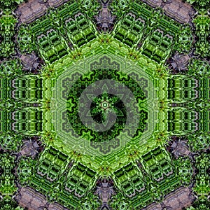 Dense Green Tree Moss Abstract Background