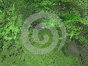 Dense Green Tree Moss Abstract Background