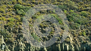 Mountain with dense green forest background