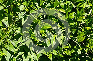 Dense green vines covering a border fence in the early morning light