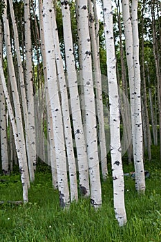 Dense group of Quaking Aspen Trees photo