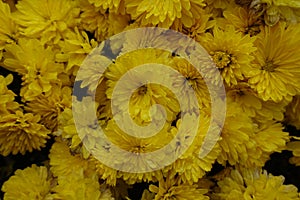 Dense group of yellow flowers of Chrysanthemums
