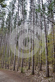 Dense grove of Red Pine (Pinus resinosa) growing along trail at Huron Natural Area photo