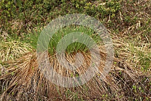 Dense hassock of Carex nigra, the common sedge