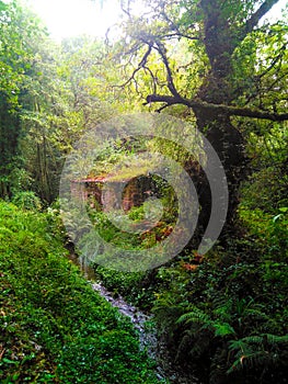 Dense humid forest in Spain