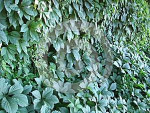 Dense ivy on wall fresh green leaves texture background