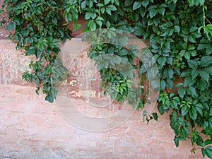 Dense ivy on wall fresh green leaves texture background