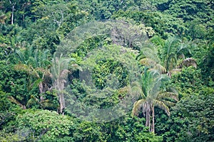 Dense jungle vegetation photo