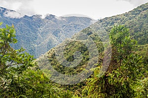 Dense jungle in Yungas mountains