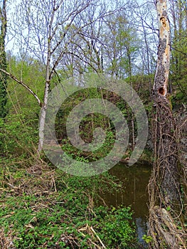 Wilderness vegetation. Abstract nature. Background nature. photo