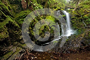 Dense Lush Forest and Waterfall