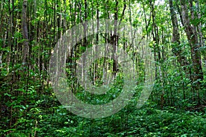 Dense lush green foliage on the Makiki Trail