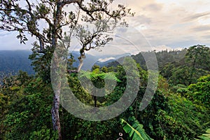 Dense Malaysian mountain jungle at Bukit Fraser