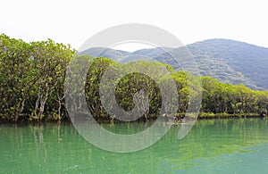 Dense mangrove forest in Amami Oshima Island