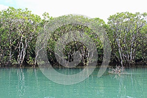 Dense mangrove forest in Amami Oshima Island