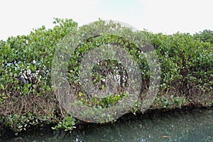 Dense mangrove forest in Amami Oshima Island photo