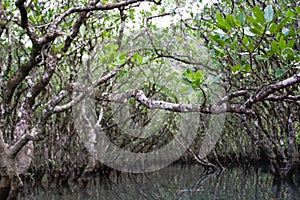 Dense mangrove forest in Amami Oshima Island photo