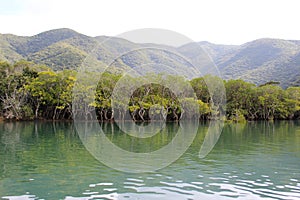 Dense mangrove forest in Amami Oshima Island photo