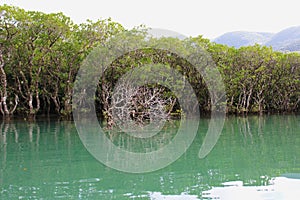 Dense mangrove forest in Amami Oshima Island photo