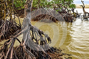 Dense mangrove vegetation meets the sea at Sargi beach