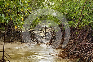 Dense mangrove vegetation where the river meets the sea