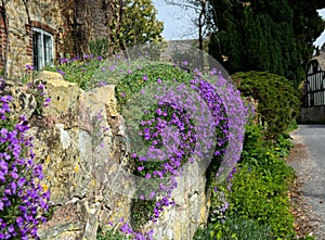 Stone wall with Royal Violet or Aubrieta plants photo