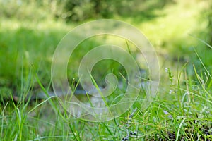 Dense meadow grass by small winding stream, natural green blurred background of summer greenery