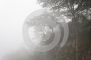 A dense mistery fog in middle of andean rain forest with big trees