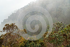 The dense Montane Forest ecological zone on a foggy day in Mount Rungwe Nature Forest Reserves, Mbeya Region, Tanzania
